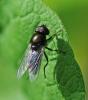 Cheilosia sp.